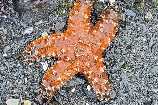 Alaska Wildlife Waterfall Tours - Practical aspects and value