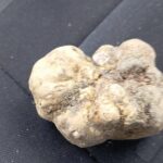 Alba Truffle Hunting, Barolo and Barbaresco Tasting - Practical Tips for Your Truffle and Wine Adventure