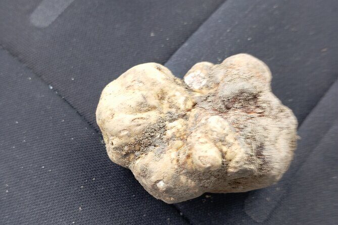 Alba Truffle Hunting, Barolo and Barbaresco Tasting - Practical Tips for Your Truffle and Wine Adventure