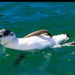 Albatross, seals, and sea birds-Wildlife Cruise - FAQ