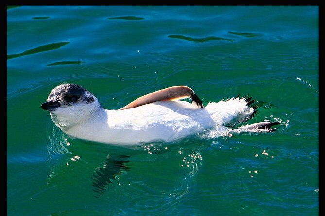 Albatross, seals, and sea birds-Wildlife Cruise - FAQ
