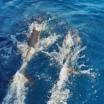 Albufeira: 2.5-Hour Dolphin Watching and Caves Trip - The Experience in Detail