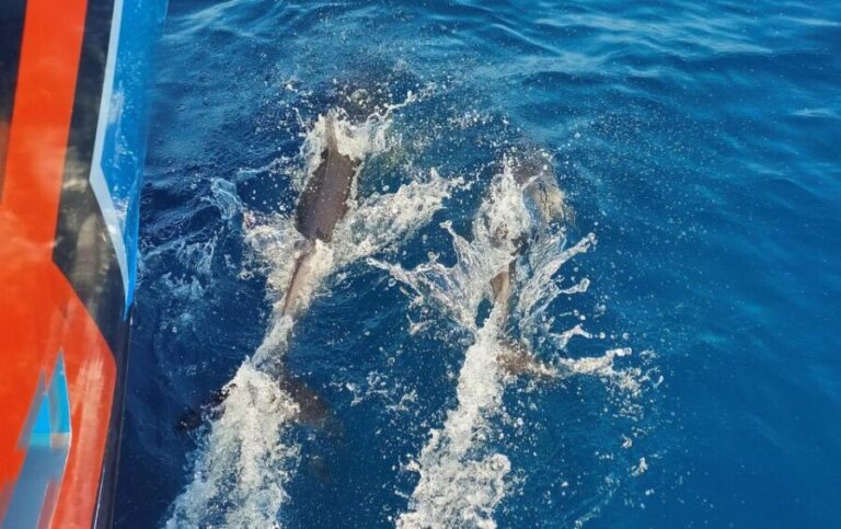Albufeira: 2.5-Hour Dolphin Watching and Caves Trip - The Experience in Detail