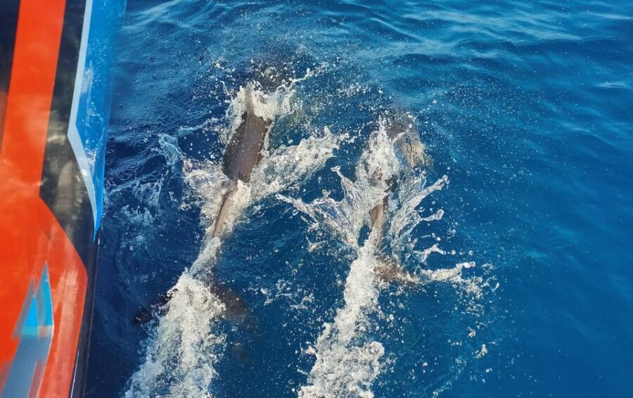Albufeira: 2.5-Hour Dolphin Watching and Caves Trip - The Experience in Detail