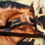 Alcamo Farm Animals and Aromatic Garden - What Do Reviewers Say?