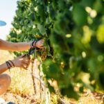 Algarve: Classic Wine Tour & Tasting in Silves - Detailed Breakdown of the Itinerary