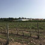 Algarve wine tour and mountain top trip with lunch or dinner - FAQs