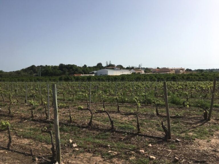 Algarve wine tour and mountain top trip with lunch or dinner - FAQs