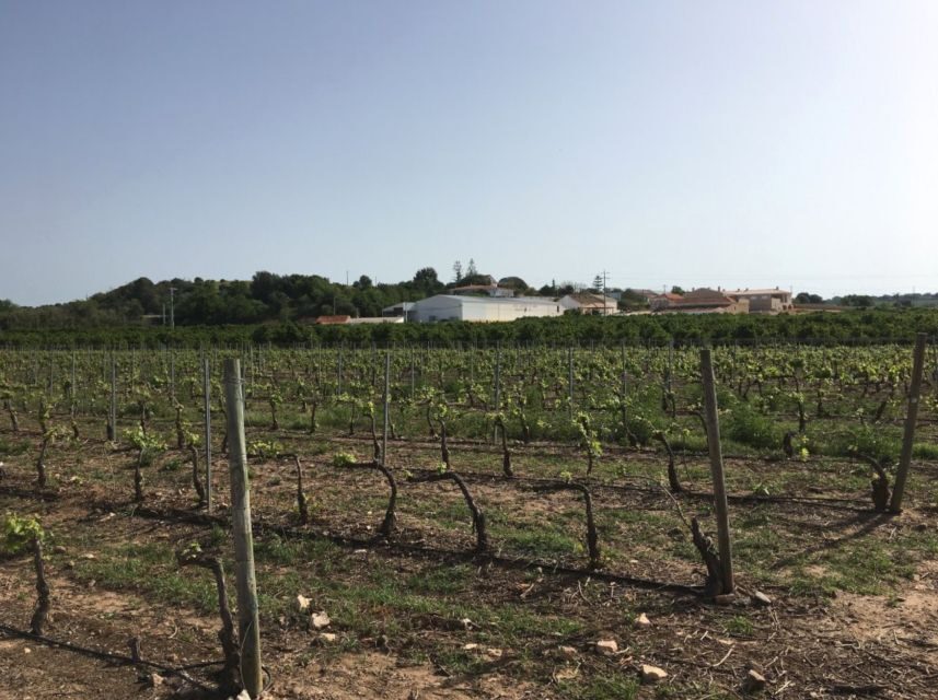 Algarve wine tour and mountain top trip with lunch or dinner - FAQs