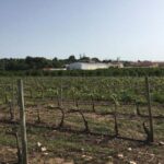Algarve Wine Tour of Two Wine Estates - In-Depth Look at the Algarve Wine Tour