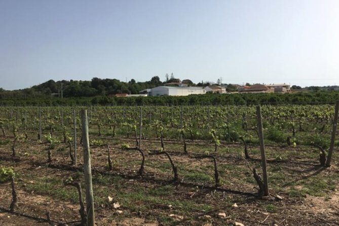 Algarve Wine Tour of Two Wine Estates - In-Depth Look at the Algarve Wine Tour