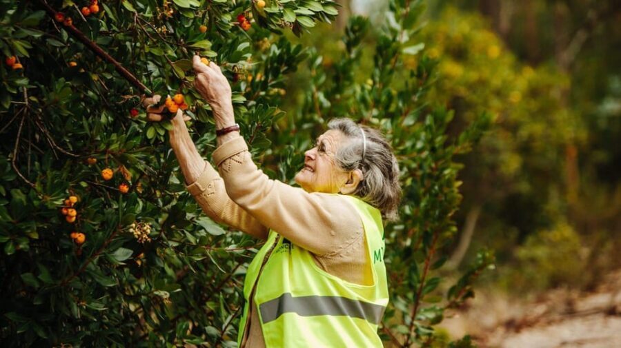 ALGARVE'S ARBUTUS BERRY TRAIL - An In-Depth Look: What to Expect on the Algarves Arbutus Berry Trail