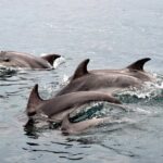 Alghero - Dolphin Watching (Spring & Autumn Tour) - Who Will Love This Tour?