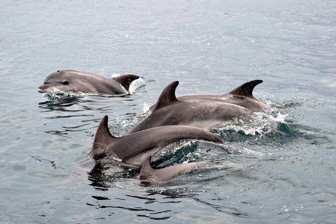 Alghero - Dolphin Watching (Spring & Autumn Tour) - Who Will Love This Tour?