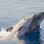 Alghero: Dolphin Watching Tour with Marine Biologists - Who Will Love This Tour?