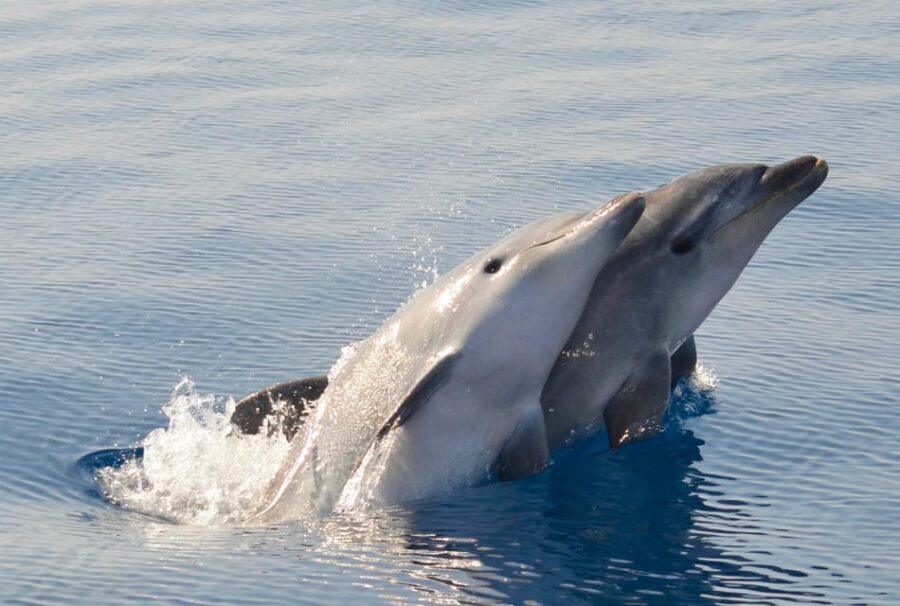 Alghero: Dolphin Watching Tour with Marine Biologists - Who Will Love This Tour?