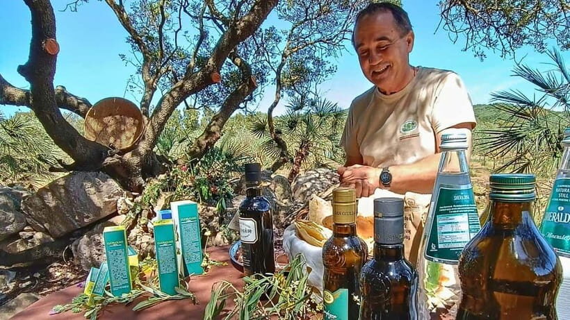 Alghero: Olive Grove Visit with Olive Oil Tasting - The Itinerary in Detail