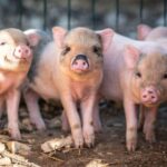 Alghero: visit an animal shelter in Olmedo - Why This Tour Is a Great Pick