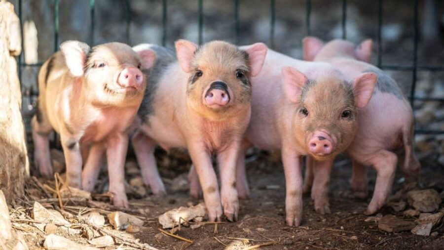 Alghero: visit an animal shelter in Olmedo - Why This Tour Is a Great Pick