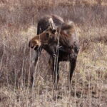 Algonquin Park Hiking: Adventure Tour from Toronto - An In-Depth Look at the Algonquin Park Day Trip