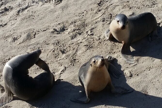 All-Inclusive Boutique 2 Day Kangaroo Island Tour - Who Should Consider This Tour?