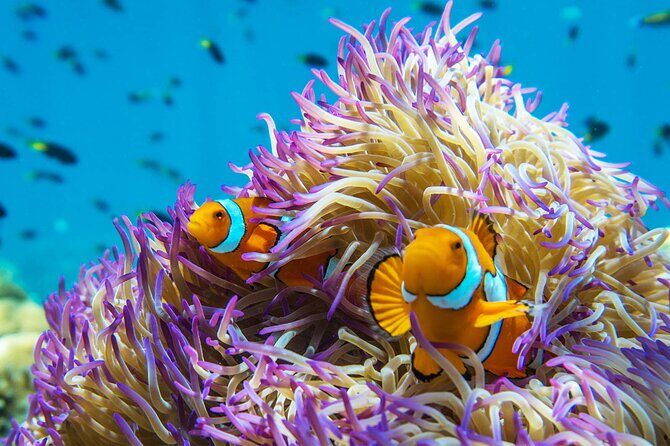 All Inclusive Day Tour to Frankland Islands Great Barrier Reef - Who Should Consider This Tour?