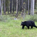 All-Inclusive Private Banff Tour with Hotel Transfer - Who Will Love This Tour?