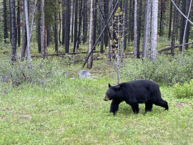 All-Inclusive Private Banff Tour with Hotel Transfer - Who Will Love This Tour?