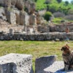 All Inclusive Private Ephesus Day Trip from Istanbul by Plane - Final Thoughts: Is This the Right Tour for You?