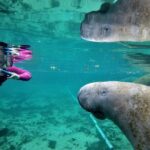 All Inclusive Private Manatee Swim - The Experience at a Glance: What to Expect