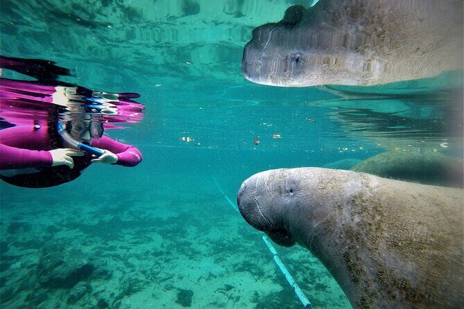 All Inclusive Private Manatee Swim - The Experience at a Glance: What to Expect