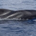 All Inclusive Whale and Dolphin Watching Luxury Tour - Who Should Consider This Tour?