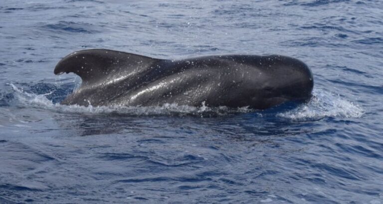 All Inclusive Whale and Dolphin Watching Luxury Tour - Who Should Consider This Tour?