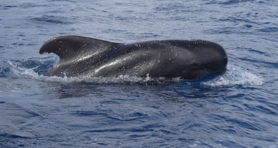 All Inclusive Whale and Dolphin Watching Luxury Tour - Who Should Consider This Tour?