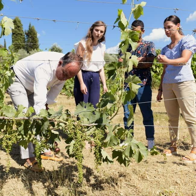 All Tuscany Wine Tour - Why This Tour Works for Different Travelers