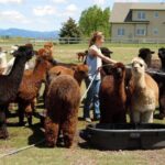 Alpaca and Llama Farm Tour - Why This Tour Works
