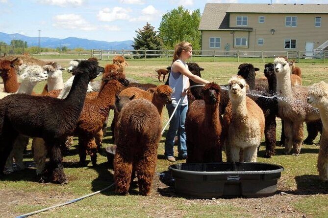 Alpaca and Llama Farm Tour - Why This Tour Works