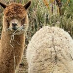 Alpaca Farm Experience on the Road to Hana - Who Should Consider This Tour?