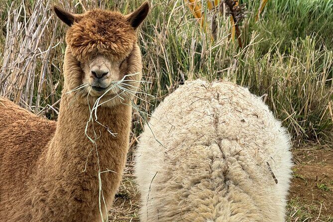 Alpaca Farm Experience on the Road to Hana - Who Should Consider This Tour?