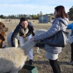 Alpaca Farm Tours with Toffeemont - Key Points