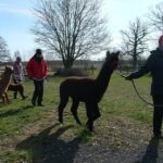 Alpaca hike in the Barnimer Feldmark - Final Thoughts: Who Will Appreciate This Tour?