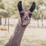 Alpaca Interaction and Wine Tasting - Final Thoughts