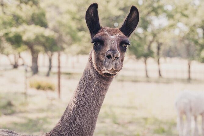 Alpaca Interaction and Wine Tasting - Final Thoughts