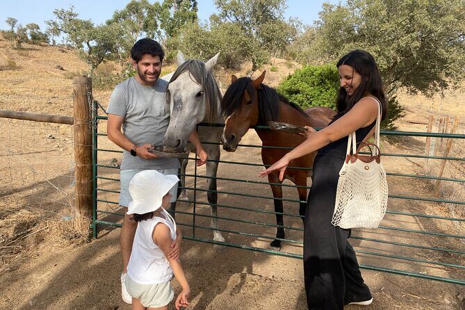 Alpaca Meet and Feed in Grândola - Who Will Love This Experience?