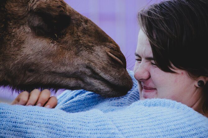 Alpaca Meet and Greet Experience in Peterborough - Final Thoughts: Is It Worth It?