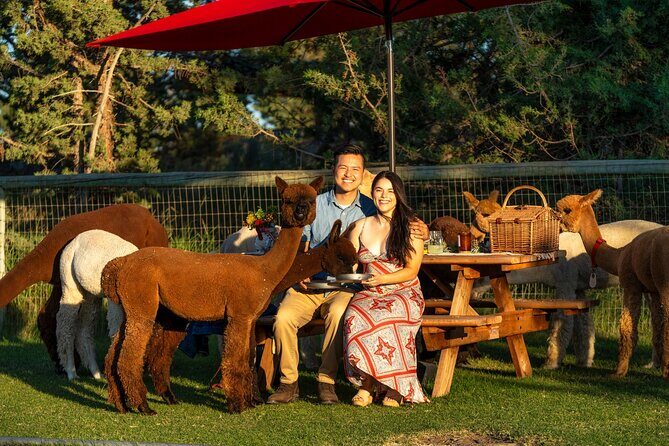 Alpaca Picnic Experience in Oregon - Why This Tour Offers Good Value