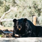 Alpine: Lions Tigers & Bears Animal Sanctuary Guided Visit - A Deep Dive into the Experience