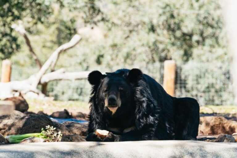 Alpine: Lions Tigers & Bears Animal Sanctuary Guided Visit - A Deep Dive into the Experience