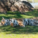 Alpine: Lions Tigers & Bears Sanctuary Visit and Tour - Why This Tour Offers Real Value