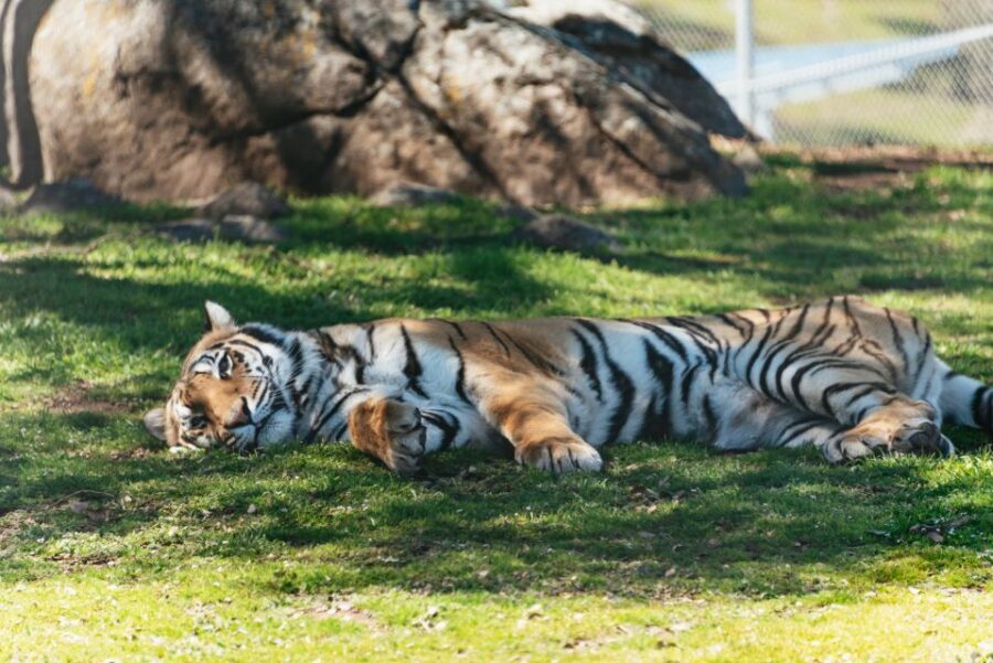 Alpine: Lions Tigers & Bears Sanctuary Visit and Tour - Why This Tour Offers Real Value